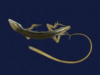 藏品(臺灣地蜥)的圖片